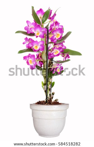Potted pink Dendrobium orchid, isolated
