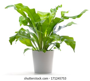 Potted Plant - Bird's Nest Fern Royalty Free Stock Photo