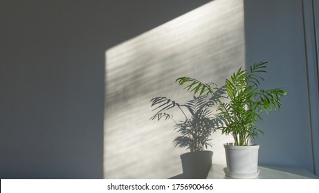 Potted Plant, Chamaedorea Elegans, Sunlight On Parlor Palm By Wall Near Window