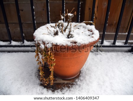 Potted plant covered in snow on deck
