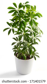 Potted Plant - Dwarf Umbrella Tree