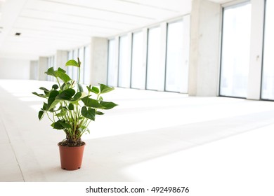 Potted Plant In Empty Office Space