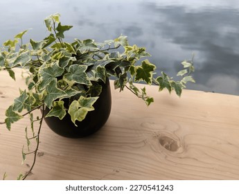 Potted plant of English Ivy leaves (Hedera helix) on top of a wooden table with greyish water in the background