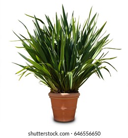 Potted Plant Isolated, New Zealand Flax