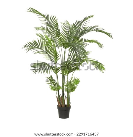 A potted plant with long leaves in the white background.