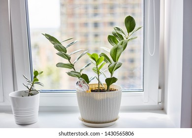 Potted Plant On The Windowsill.