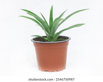 Potted plant of a Pineapple plant on a white background. - Powered by Shutterstock