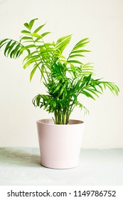A potted plant in a pink pot on white background (chamaedorea elegans)