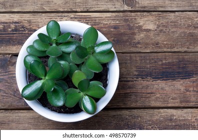 Potted Plant Standing On A Wooden Surface.view From Above