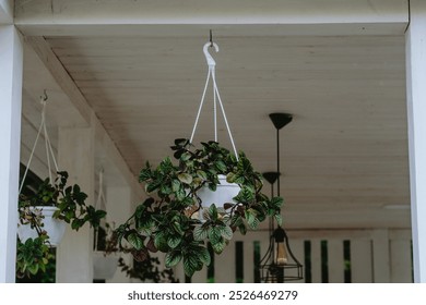 A potted plant with vibrant green leaves hangs gracefully from the ceiling, adding a touch of nature to the indoor space. - Powered by Shutterstock