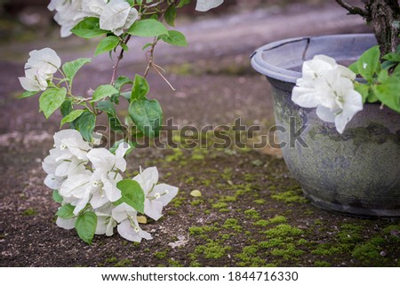 Potted plants. Blooming white bougainvillea. Home gardening concept.