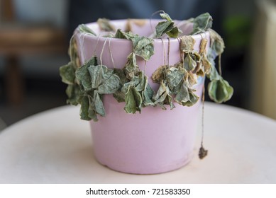 Potted Plants With Dead Plants