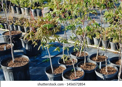 Potted Plants At Native Plant Nursery In Central Florida