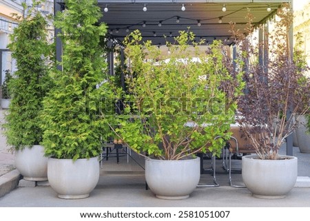 Similar – Image, Stock Photo Green potted plant near shabby brick wall