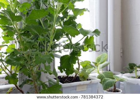 potted plants on the windowsill