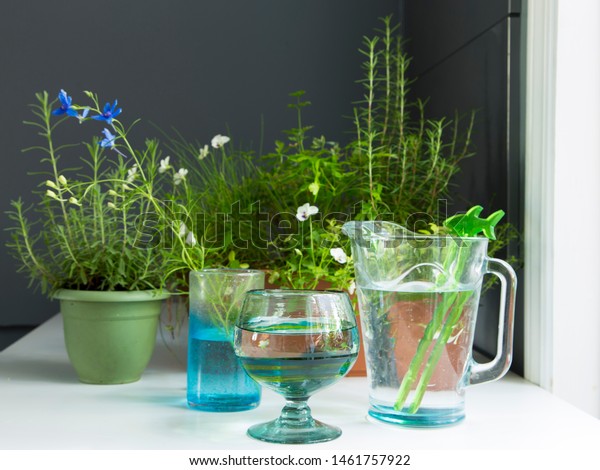 Potted Plants Water Pitcher Vase Large Stock Photo Edit Now