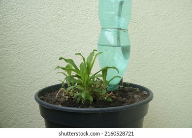 Potted plants watering system using a PET bottle. A single green growing plant sample in a plastic pot in close up on a loggia wall background. The balcony gardening.