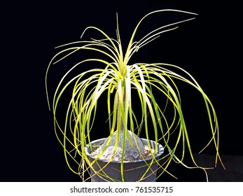 A Potted Pony Tail Palm Isolated Against A Black Background.         