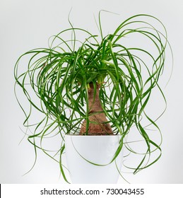 Potted Ponytail Palm (Beaucarnea Recurvata). Isolated Close-up Of Picture Of An Evergreen Houseplant In A White Pot.