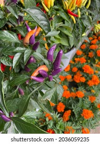 Potted Purple Peppers With Marigolds In Background