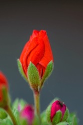 Potted Red Geranium Blooming Bud In Macro Close-up On Gray Background