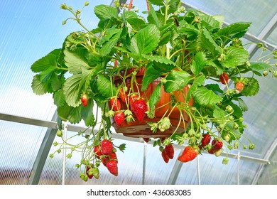 Potted Ripe Strawberry With Many Berries Hanging In The Greenhouse, Closeup