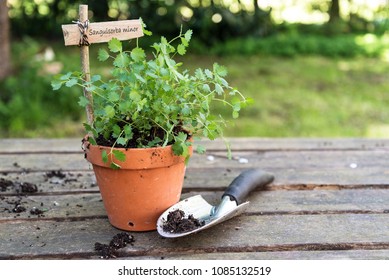 Potted Salad Burnet (Sanguisorba Minor) With A Wooden Plant Marker And A Planting Shovel On A Rustic Wooden Table In The Garden, Copy Space, Selected Focus 
