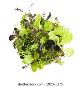 Potted Seedlings Of Garden Lettuce And Salad Greens From Above