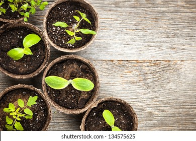 Potted seedlings growing in biodegradable peat moss pots on wooden background with copy space - Powered by Shutterstock