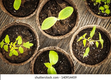 Potted Seedlings Growing In Biodegradable Peat Moss Pots From Above