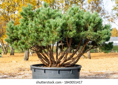 Potted Spruce Bonsai In A Garden Store In Autumn