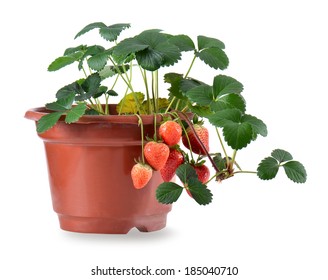 Potted strawberries isolated on white