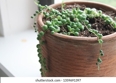 Potted string of pearl succulent 