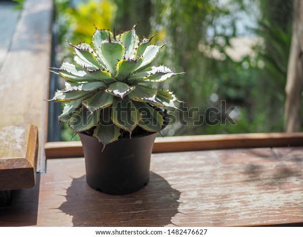 Potted Succulent Plant On Wodden Table Stock Image Download Now