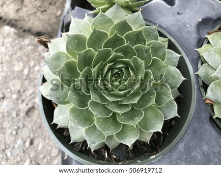 Potted Succulent Rosette