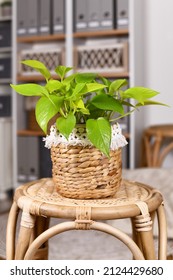 Potted Topical 'Epipremnum Aureum Lemon Lime' Houseplant With Neon Green Leaves In Basket On Table In Living Room