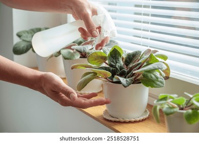 Potted violets on wooden window sill, woman sprays plants in white pots at home. Indoor gardening, caring for houseplants at home. Taking care. Hobby, indoor gardening, plant lovers. - Powered by Shutterstock