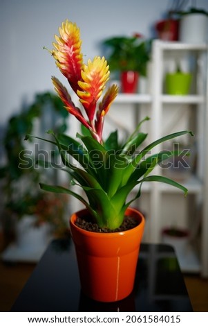 Potted Vriesea Bromelia Standard flower in full bloom standing in front of a flower stand