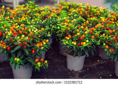 Jerusalem Cherry High Res Stock Images Shutterstock