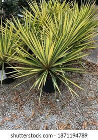 Potted Yucca Color Guard At Nursery