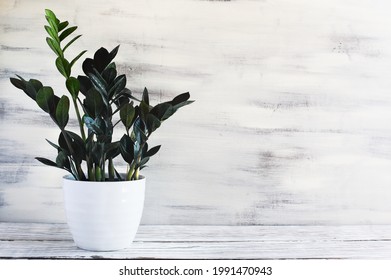 Potted ZZ Dowon Plant, Zamioculcas Zamifolia, houseplant over a rustic wood table with free space for text.