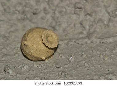 Potter Wasp Nest Made Of Mud Attached To A Wall Exterior. Also Called Mason Wasps. Macro Image With Copy Space.