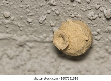 Potter Wasp Nest Made Of Mud Attached To A Wall Exterior. Also Called Mason Wasps. Macro Image With Copy Space.