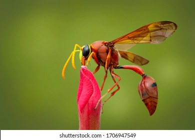 Potter Wasp On Red Flower. Insect.