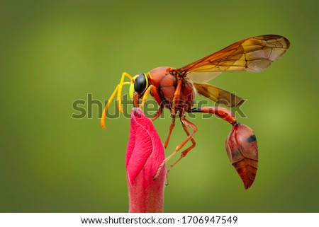 Potter wasp on red flower. Insect.