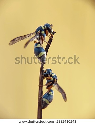 Similar – Foto Bild Schmeißfliegen Tier Fliege