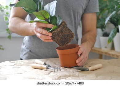 Potting Home Plants Using Shovel, Rakes. Transplanting Home Plant Ficus Lyrata. Close Up. Home Gardening. Plants Are Air Purifiers.