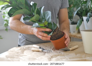 Potting Home Plants Using Shovel, Rakes. Transplanting Home Plant Ficus Lyrata. Close Up. Home Gardening. Plants Are Air Purifiers.