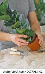 Potting Home Plants Using Shovel, Rakes. Transplanting Home Plant Ficus Lyrata. Close Up. Home Gardening. Plants Are Air Purifiers.