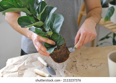 Potting Home Plants Using Shovel, Rakes. Transplanting Home Plant Ficus Lyrata. Close Up. Home Gardening. Plants Are Air Purifiers.